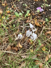 Cyclamen hederifolium