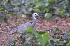 Egretta novaehollandiae