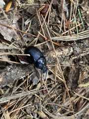 Geotrupes balyi