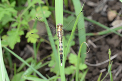 Orthetrum albistylum