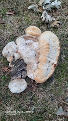 Pseudoinonotus dryadeus