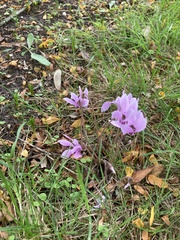 Cyclamen hederifolium