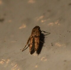 Blastobasis glandulella