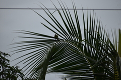 Psittacula cyanocephala