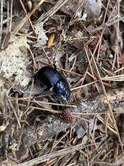 Geotrupes balyi