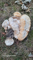 Pseudoinonotus dryadeus