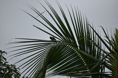 Psittacula cyanocephala