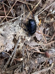 Geotrupes balyi