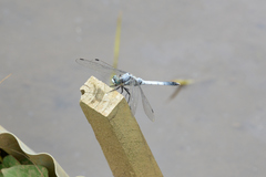 Orthetrum albistylum speciosum