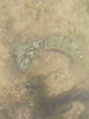 Salaria pavo