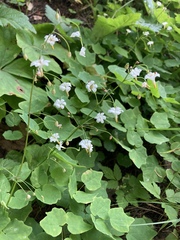 Vancouveria hexandra