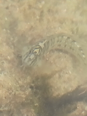 Salaria pavo