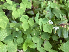 Vancouveria hexandra