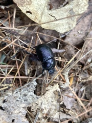 Geotrupes balyi
