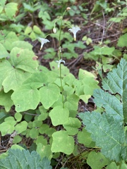 Vancouveria hexandra