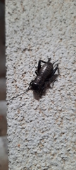 Gryllus campestris