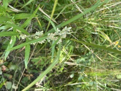Artemisia integrifolia