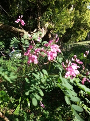 Indigofera australis
