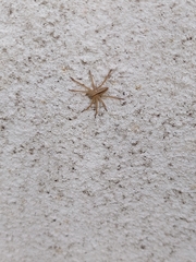 Micrommata