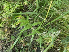 Artemisia integrifolia