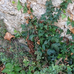 Orobanche hederae