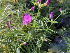 Vicia sativa nigra