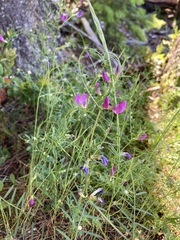 Vicia sativa nigra