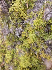 Gleichenia polypodioides