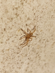 Micrommata