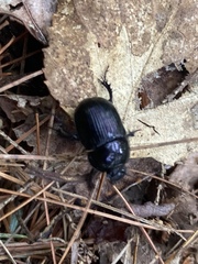 Geotrupes balyi