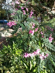 Indigofera australis