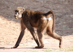 Papio ursinus ursinus