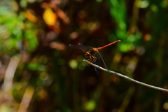 Sympetrum vicinum