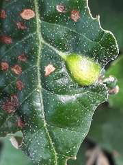 Plagiotrochus australis