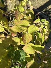 Clerodendrum trichotomum