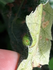 Plagiotrochus australis