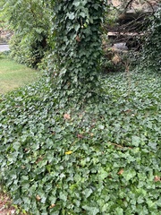 Hedera helix