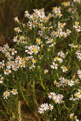 Tripolium pannonicum