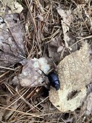 Geotrupes balyi
