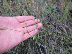 Bupleurum scorzonerifolium