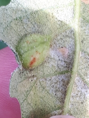 Plagiotrochus australis