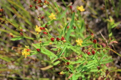 Hypericum canadense