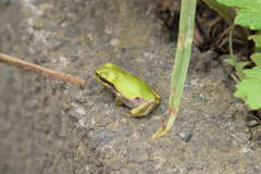 Hyla japonica