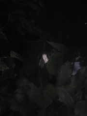 Rhacophorus malabaricus