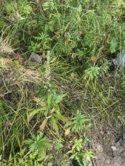 Artemisia integrifolia