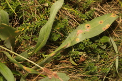 Tripolium pannonicum