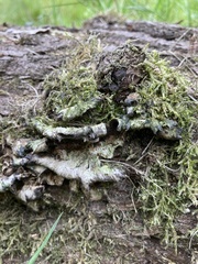 Basidioradulum radula