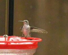 Archilochus colubris