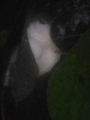 Rhacophorus malabaricus