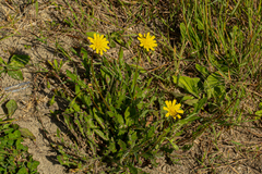 Crepidinae
